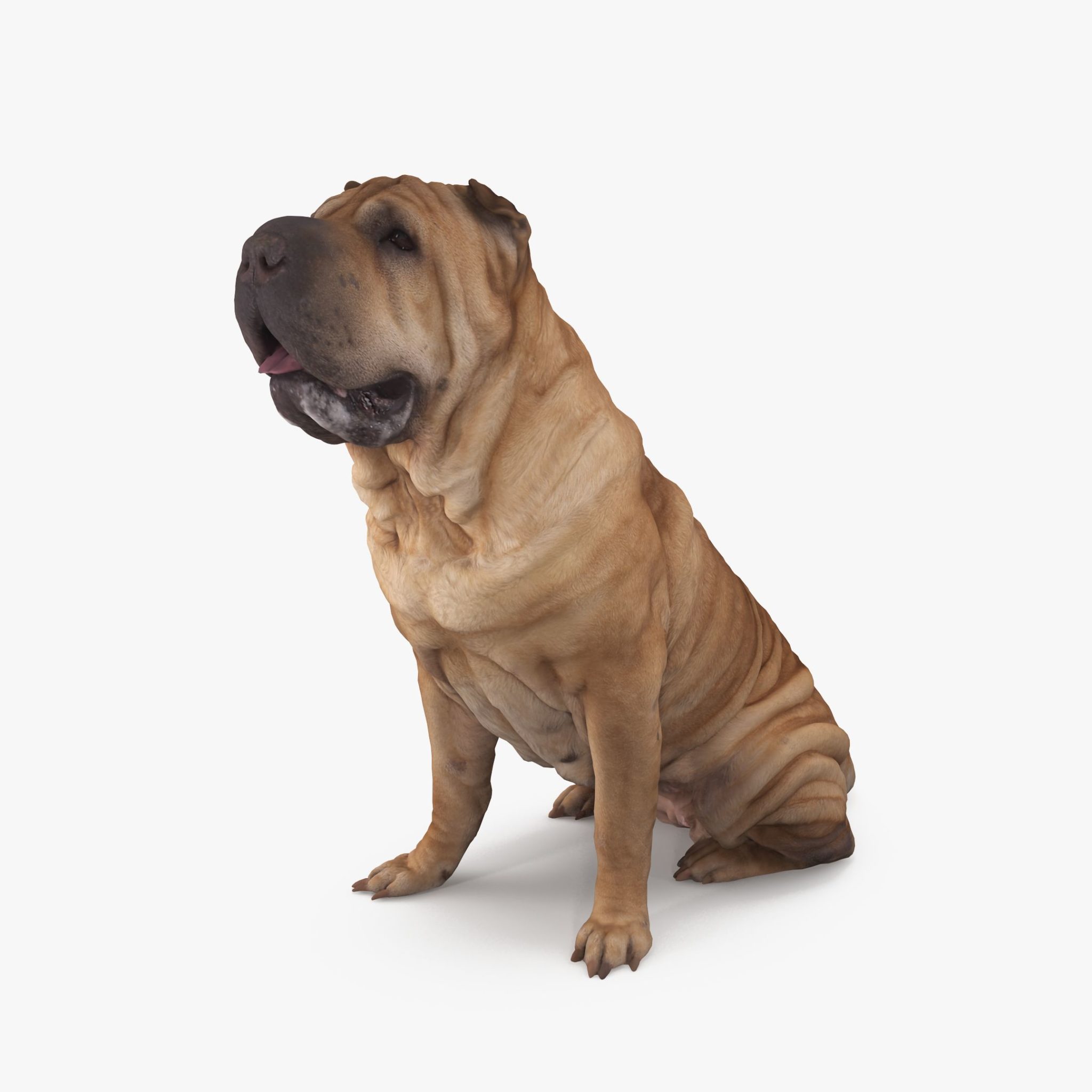 Shar Pei Sitting Dog 3D Model | 3DTree Scanning Studio