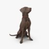 Weimaraner Sitting Dog 3D Model | 3DTree Scanning Studio
