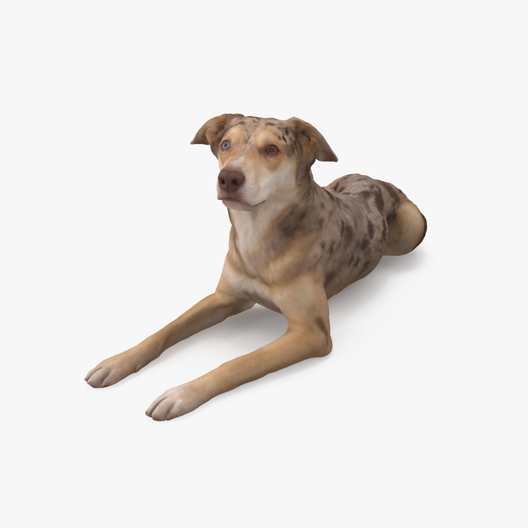 Metis Lying Dog 3D Model | 3DTree Scanning Studio