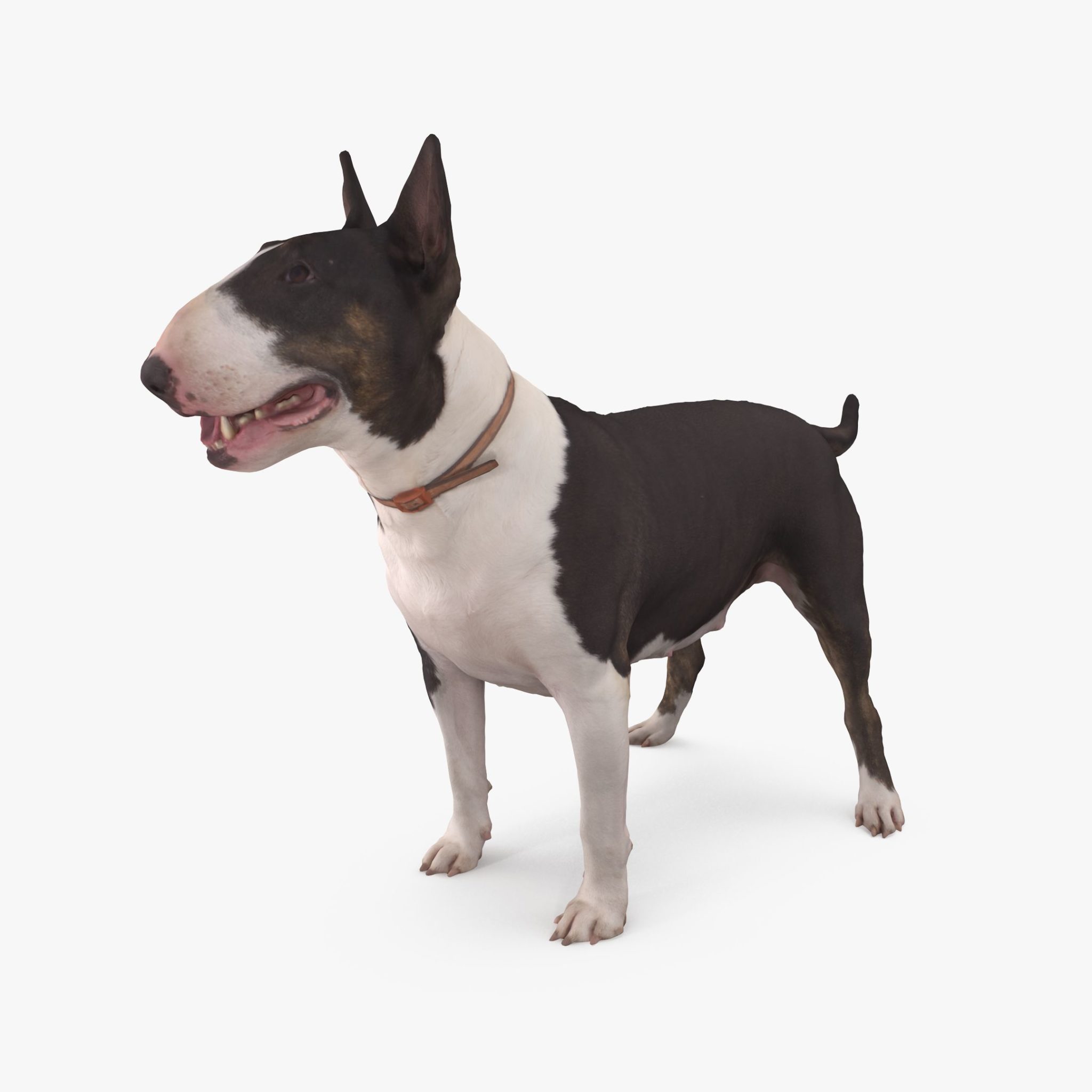 Bull Terrier Dog 3D Model | 3DTree Scanning Studio