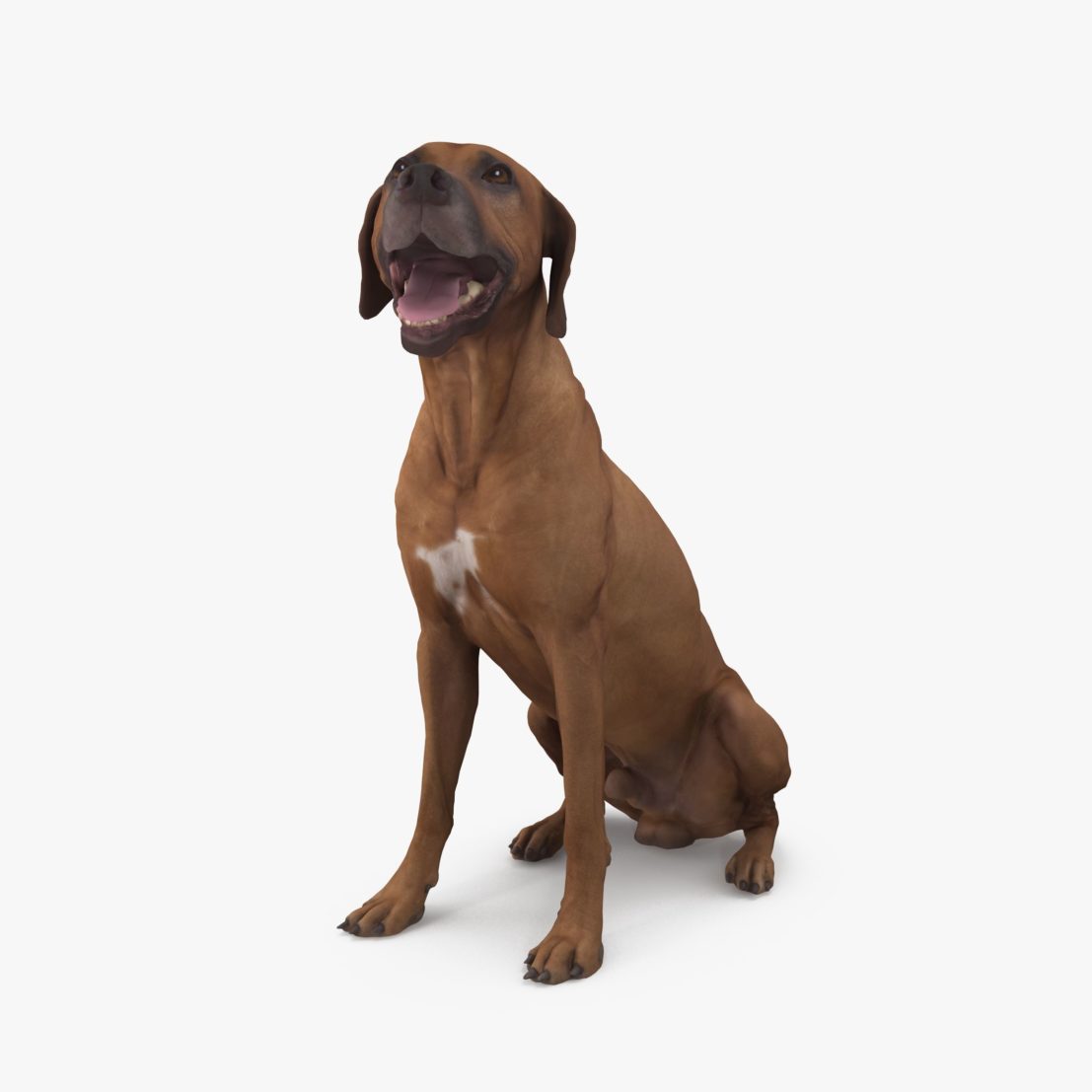 Ridgeback Dog Sitting 3D Model | 3DTree Scanning Studio