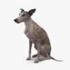 Whippet Dog Sitting 3D Model | 3DTree Scanning Studio