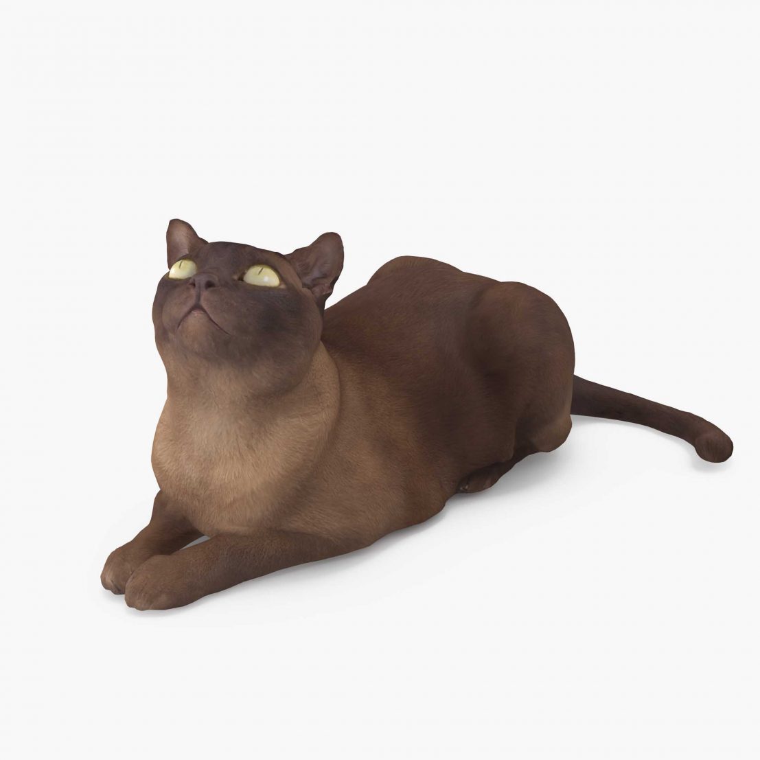 Cat Abyssinian Lying 3D Model | 3DTree Scanning Studio