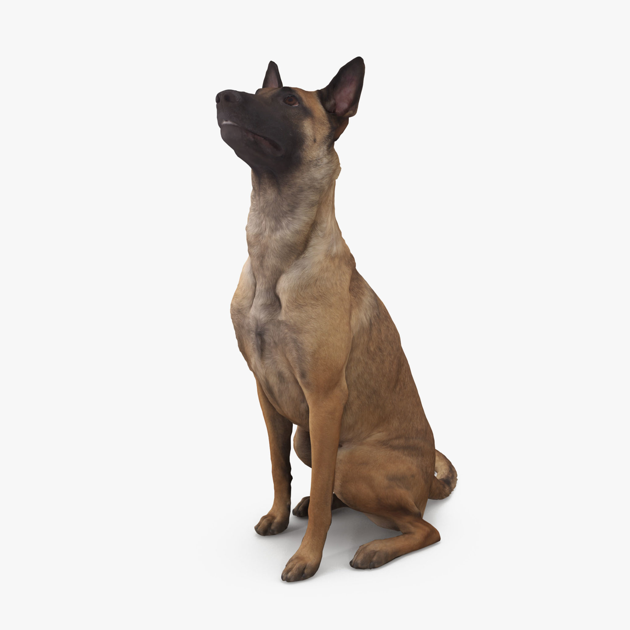 Malinois Dog Sitting 3D Model | 3DTree Scanning Studio