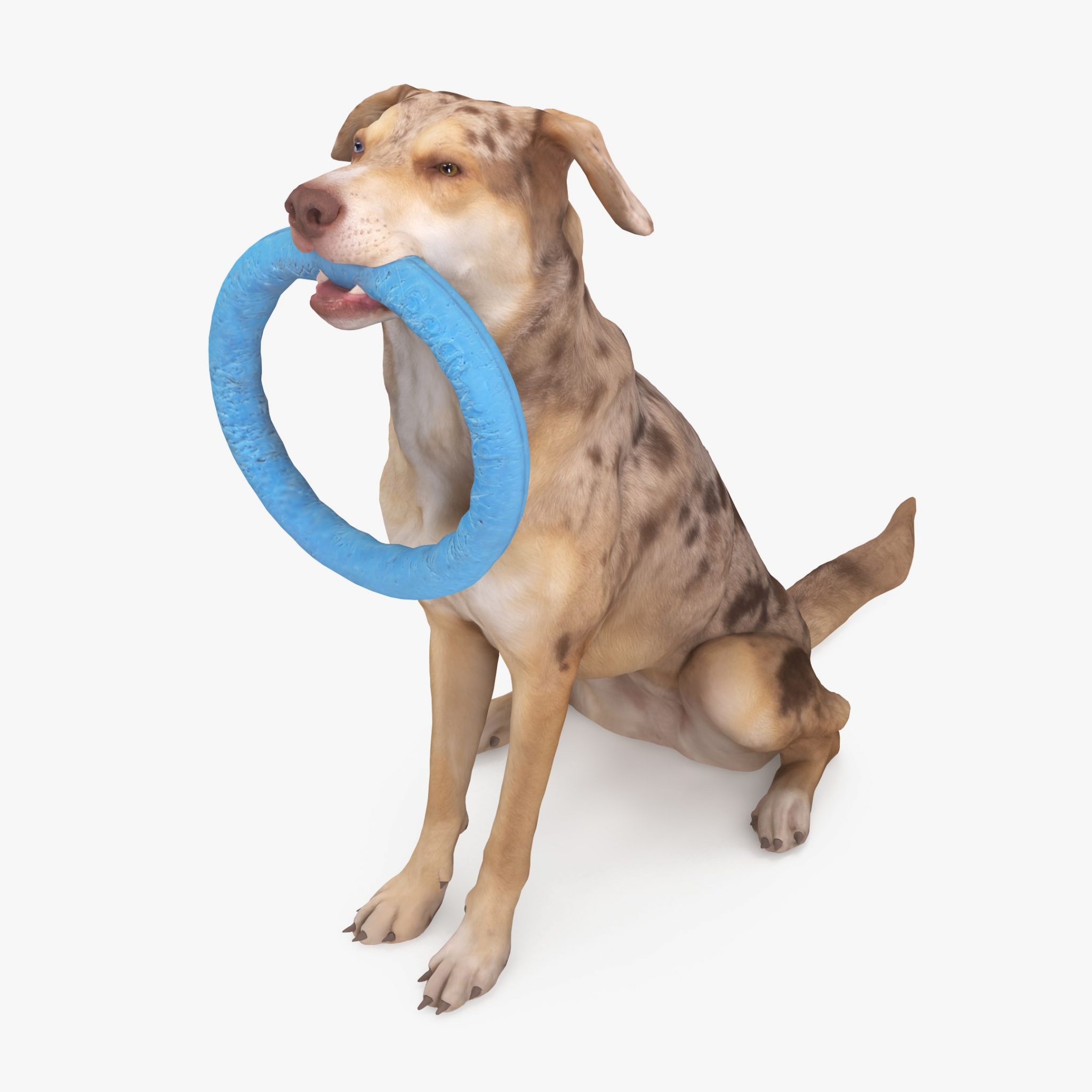 Metis Sitting Dog 3D Model | 3DTree Scanning Studio
