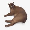 Abyssinian Cat Lying 3D Model | 3DTree Scanning Studio