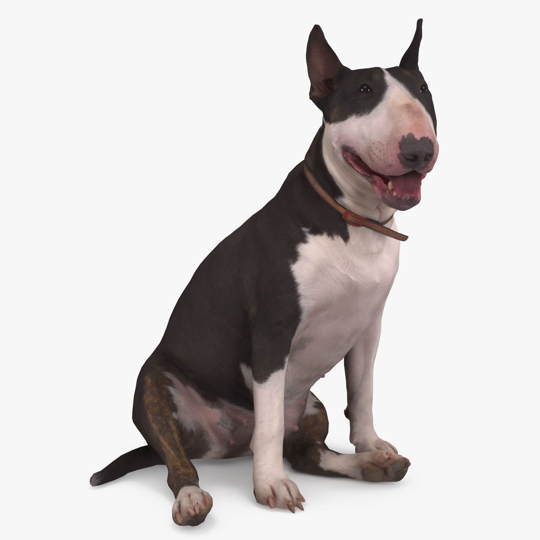 Bull Terrier Dog Sitting 3D Model | 3DTree Scanning Studio