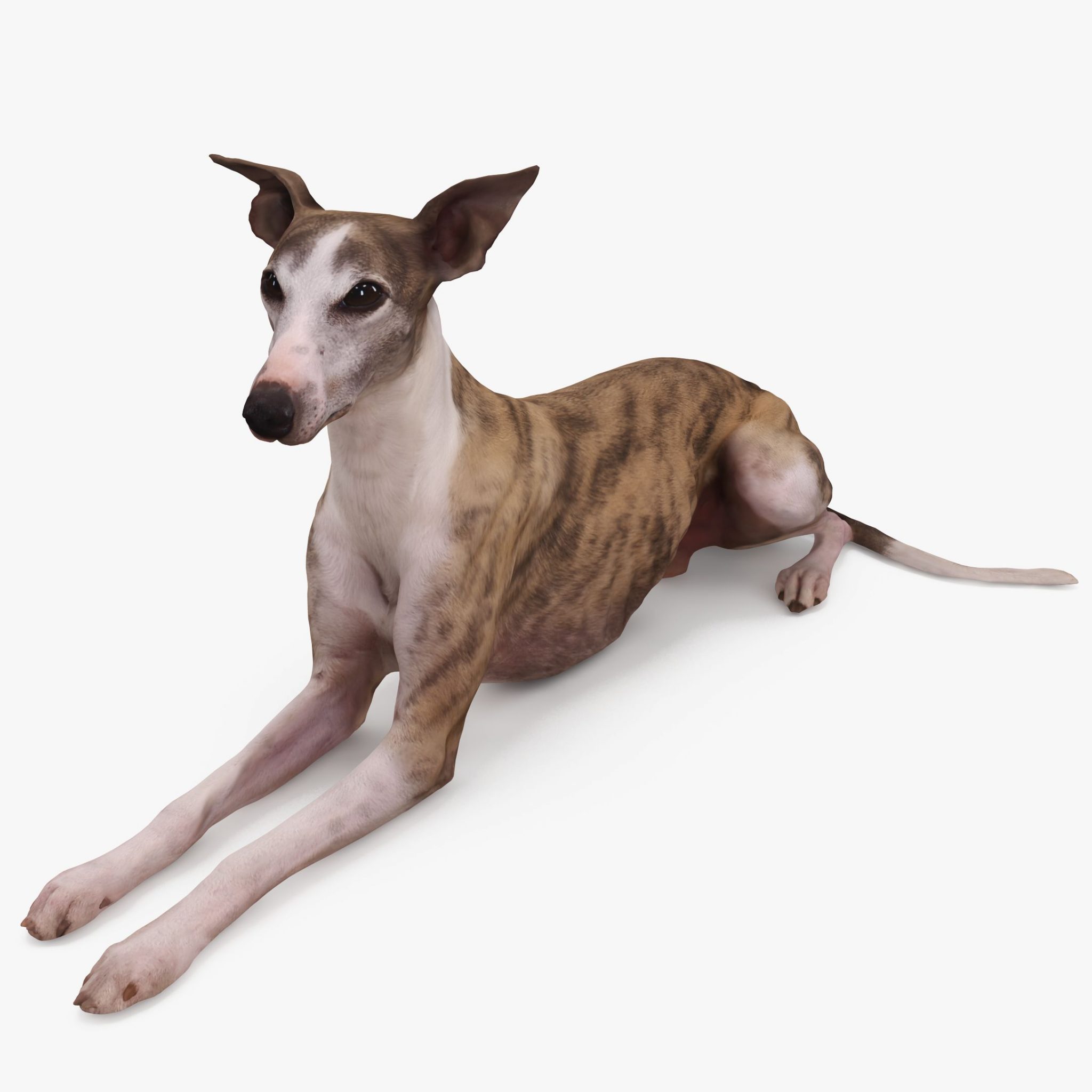 Whippet Dog Lying 3D Model | 3DTree Scanning Studio