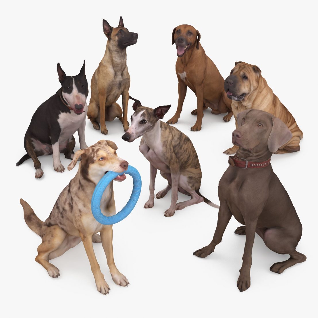 Sitting Dog Collection x7 3D Models | 3DTree Scanning Studio