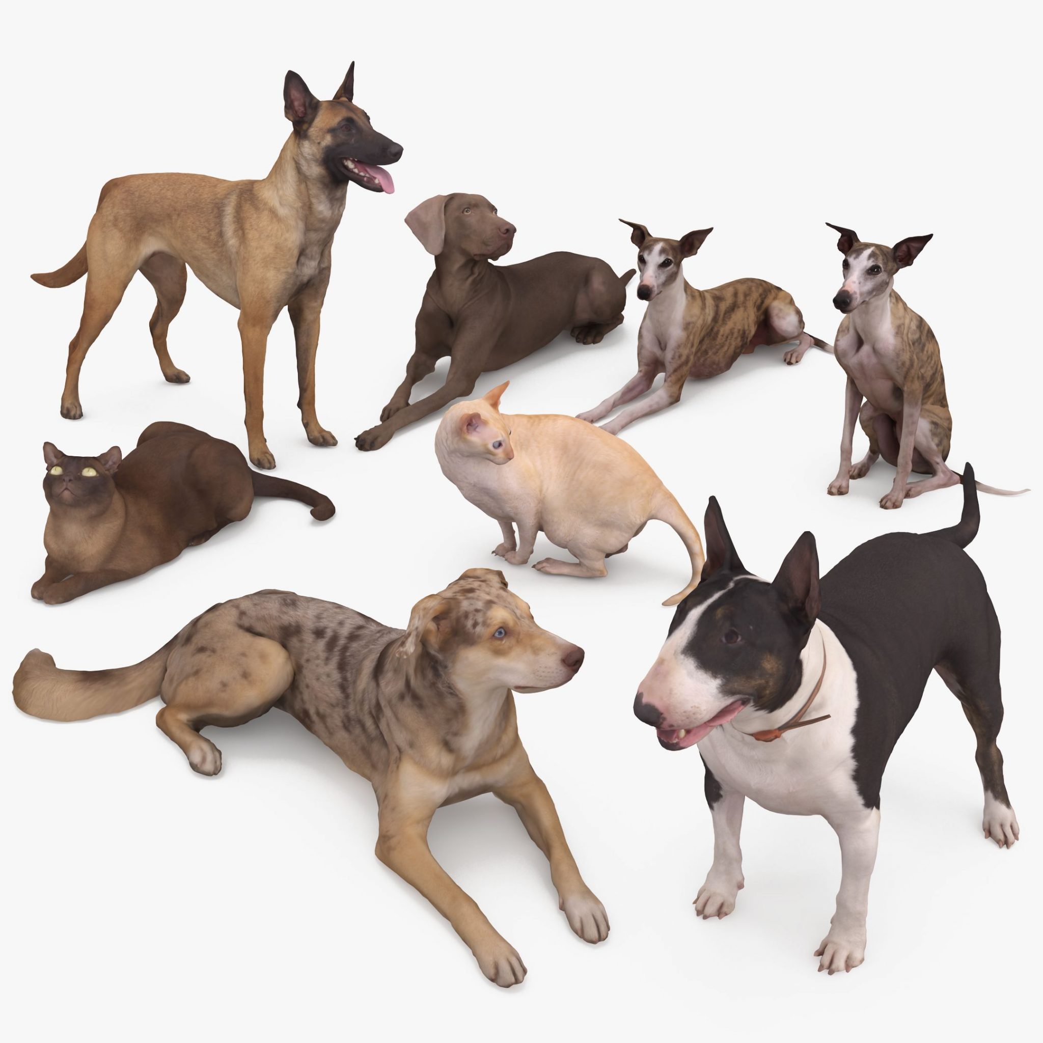 Pets Collection x8 3D Models | 3DTree Scanning Studio